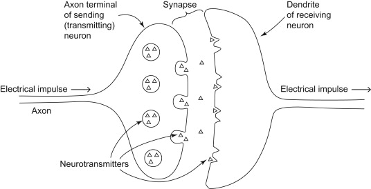 stimulating neurotransmitter secretion